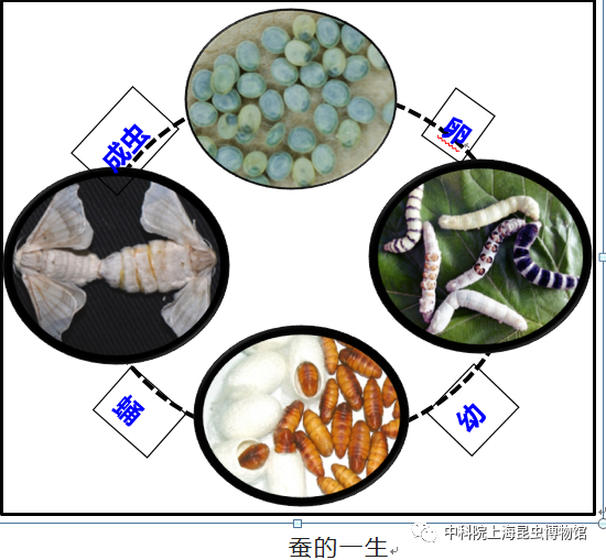 9月20日13点至15点20有趣的生命之旅——蚕宝宝变形记